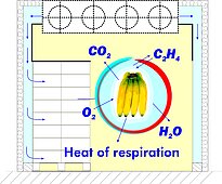 Fruit breathing Gas exchange of the fruit as in breathing